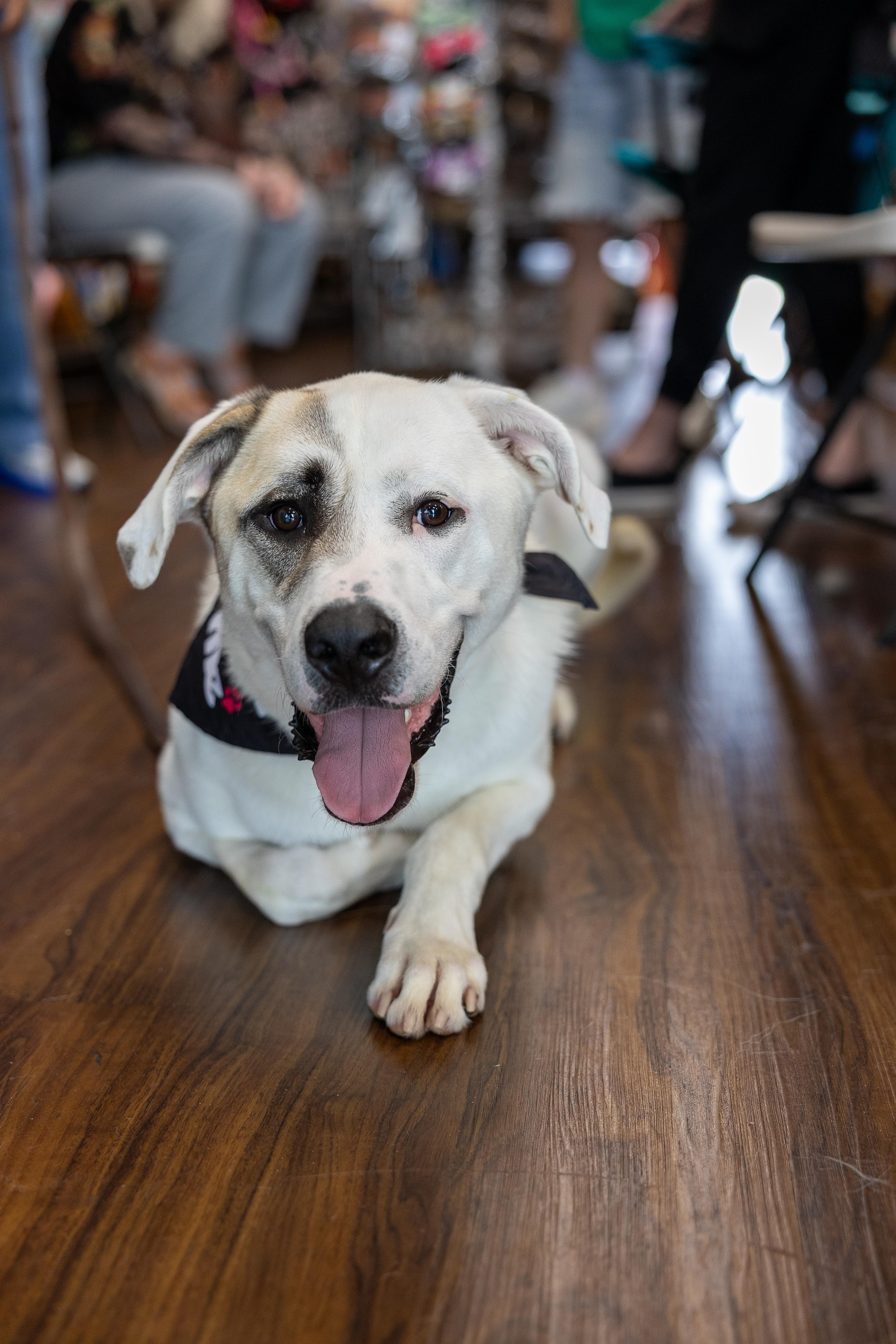 Enlarge Archie HTX fka Timone, a Adopted mixed breed in Saint Jo, TX image 5/6