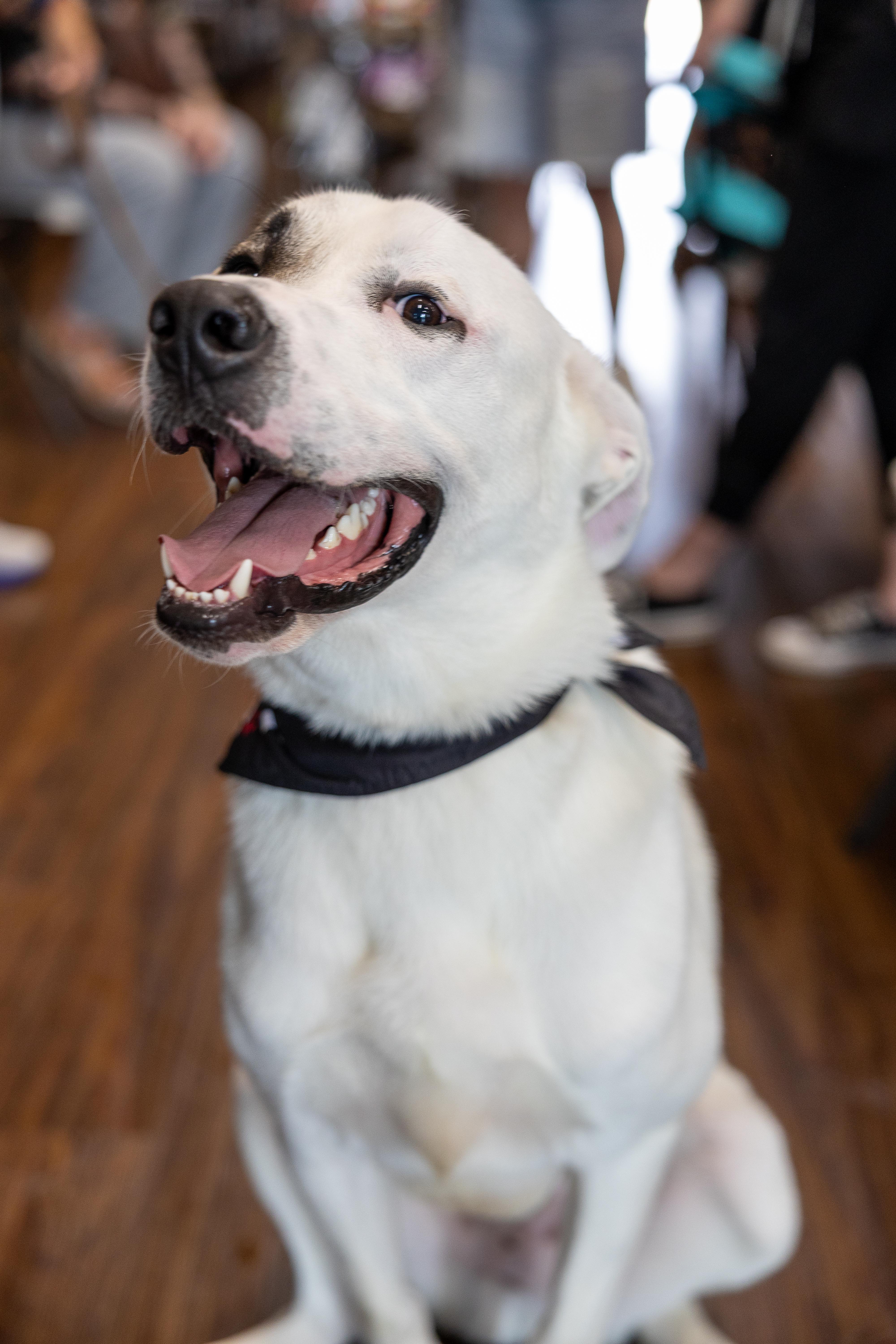 Enlarge Archie HTX fka Timone, a Adopted mixed breed in Saint Jo, TX image 6/6