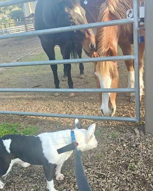 Enlarge Sir Theodore James III (Theo) 299738, a Adopted mixed breed in Petaluma, CA image 2/3