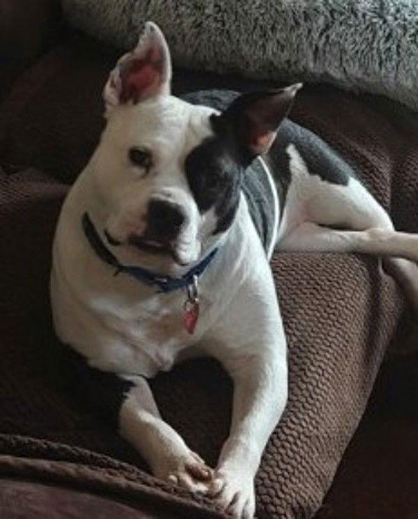 Enlarge Sir Theodore James III (Theo) 299738, a Adopted mixed breed in Petaluma, CA image 3/3