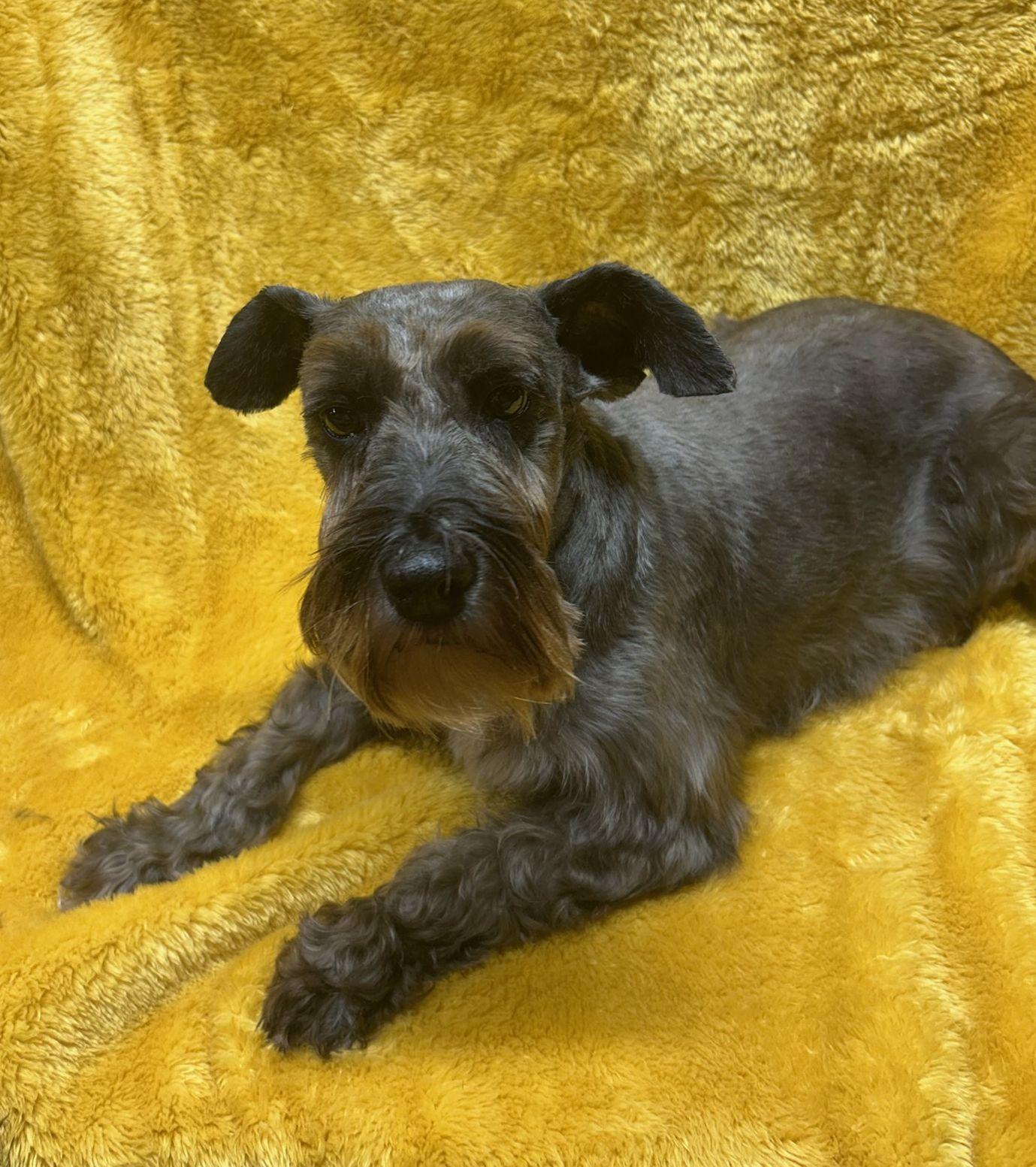 Enlarge MILLIE (ohiosdrescue@gmail.com), a ADOPTABLE Schnauzer in Elyria, OH image 2/2