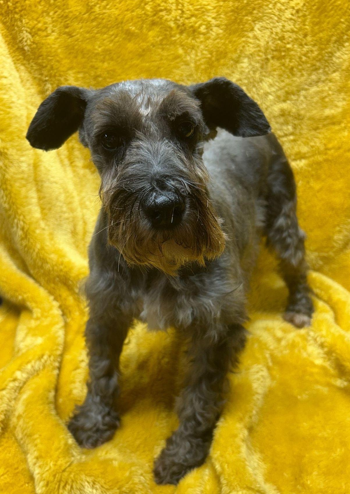 Enlarge MILLIE (ohiosdrescue@gmail.com), a ADOPTABLE Schnauzer in Elyria, OH image 1/2