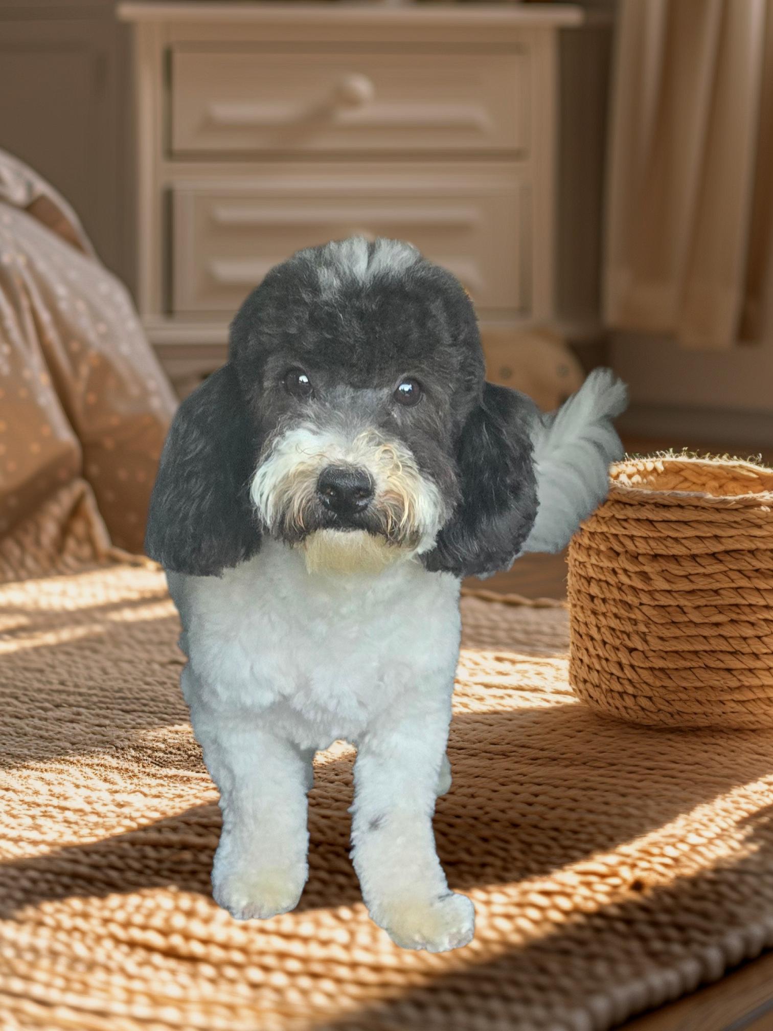 Enlarge Rocky Road, a Adoptable mixed breed in Seaford, DE image 1/1