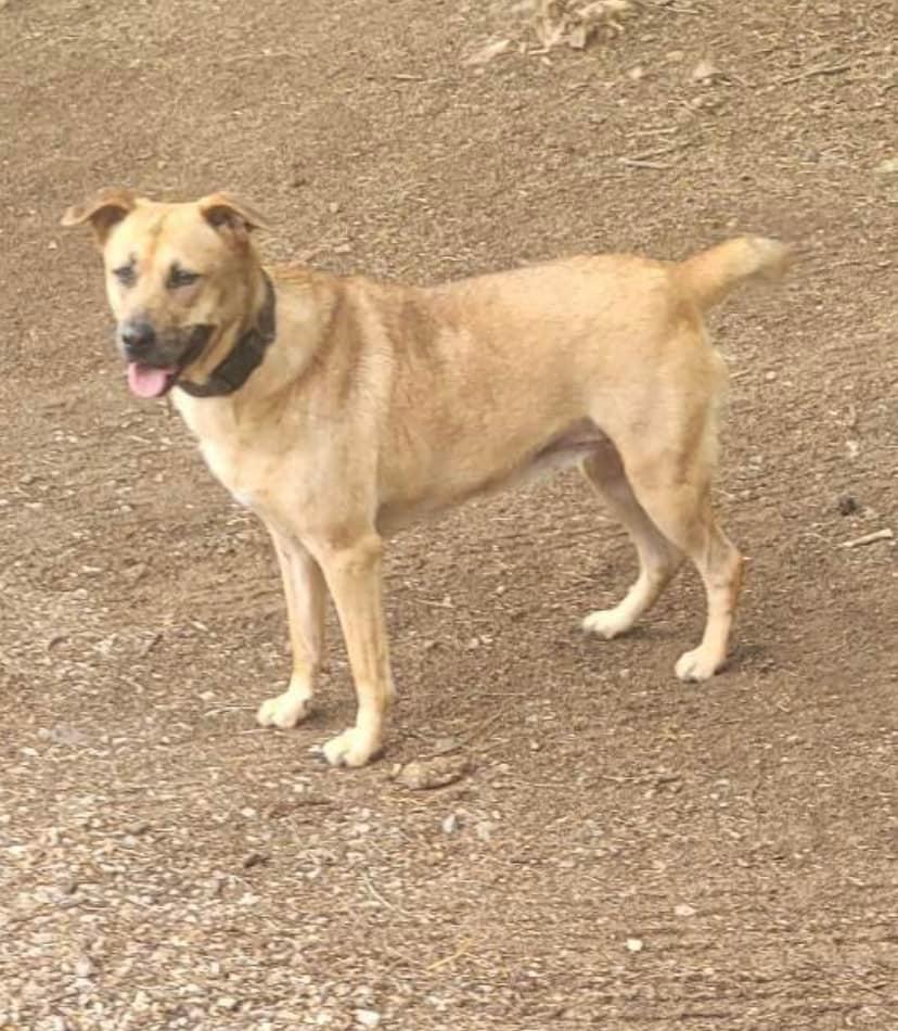 Enlarge Destiny, a Adopted mixed breed in Oak Ridge, TN image 1/5