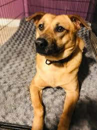 Enlarge Destiny, a Adopted mixed breed in Oak Ridge, TN image 2/5