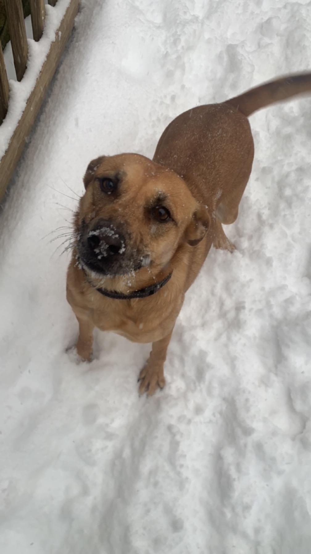 Enlarge Destiny, a Adopted mixed breed in Oak Ridge, TN image 3/5