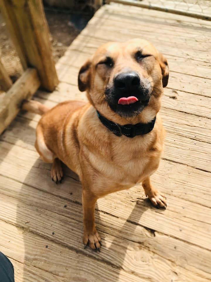 Enlarge Destiny, a Adopted mixed breed in Oak Ridge, TN image 4/5