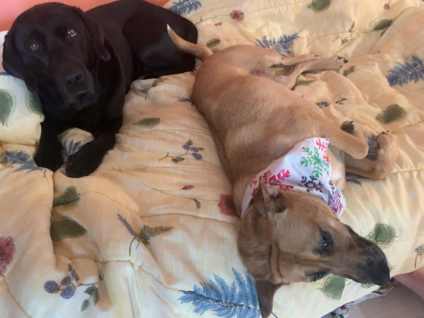 Enlarge Destiny, a Adopted mixed breed in Oak Ridge, TN image 5/5