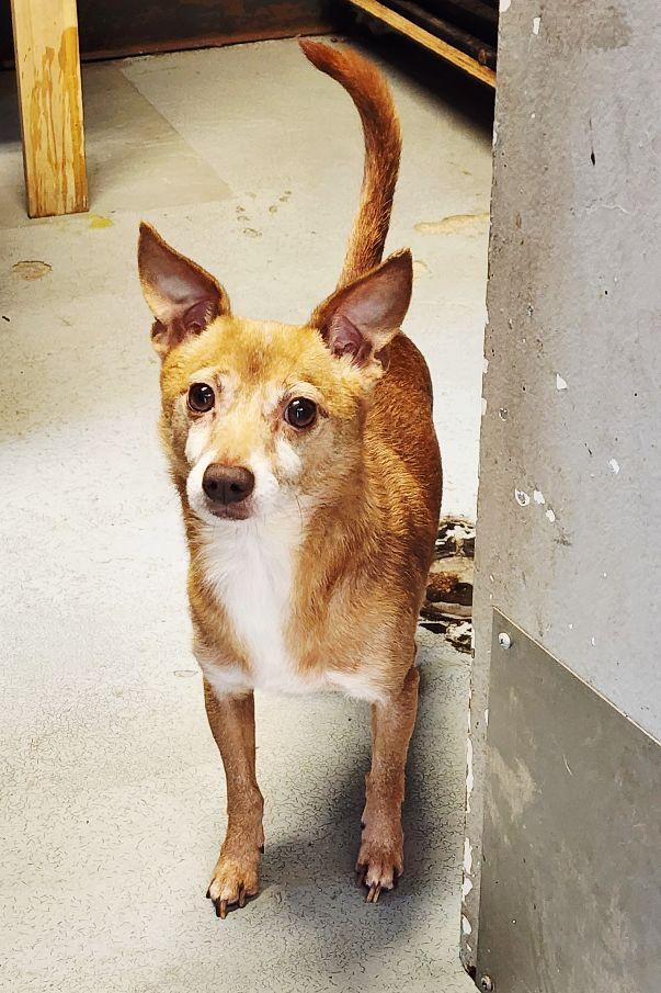 Ace, a Adoptable Chihuahua in Englishtown, NJ image 2/4