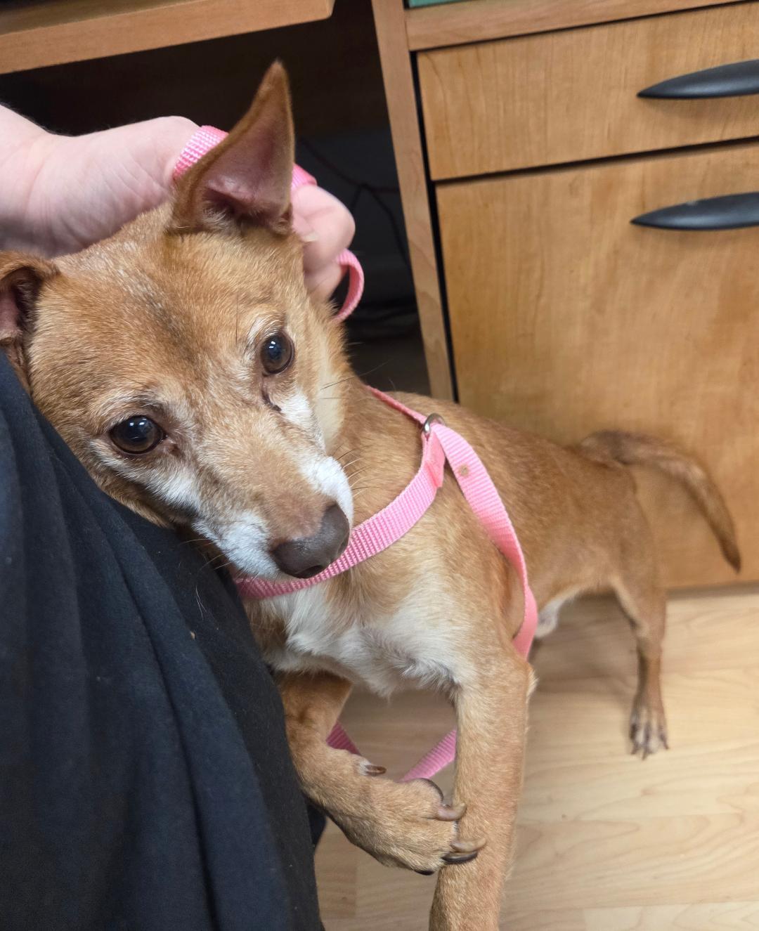 Ace, a Adoptable Chihuahua in Englishtown, NJ image 3/4