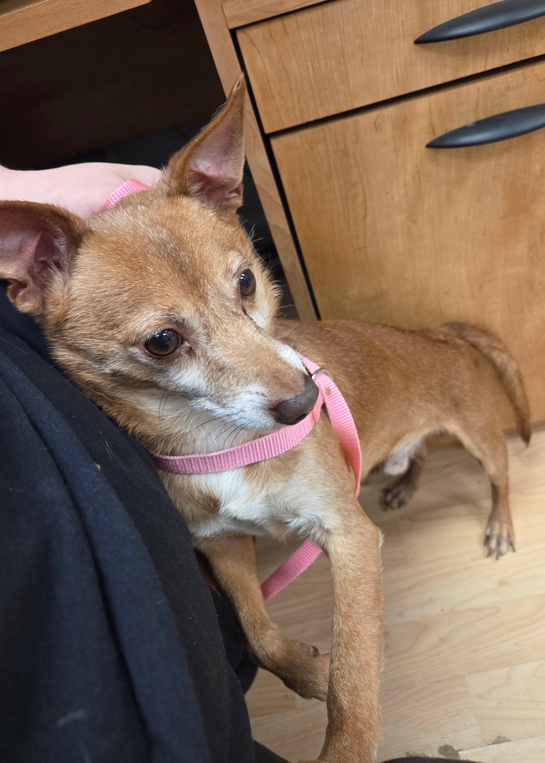 Ace, a Adoptable Chihuahua in Englishtown, NJ image 4/4