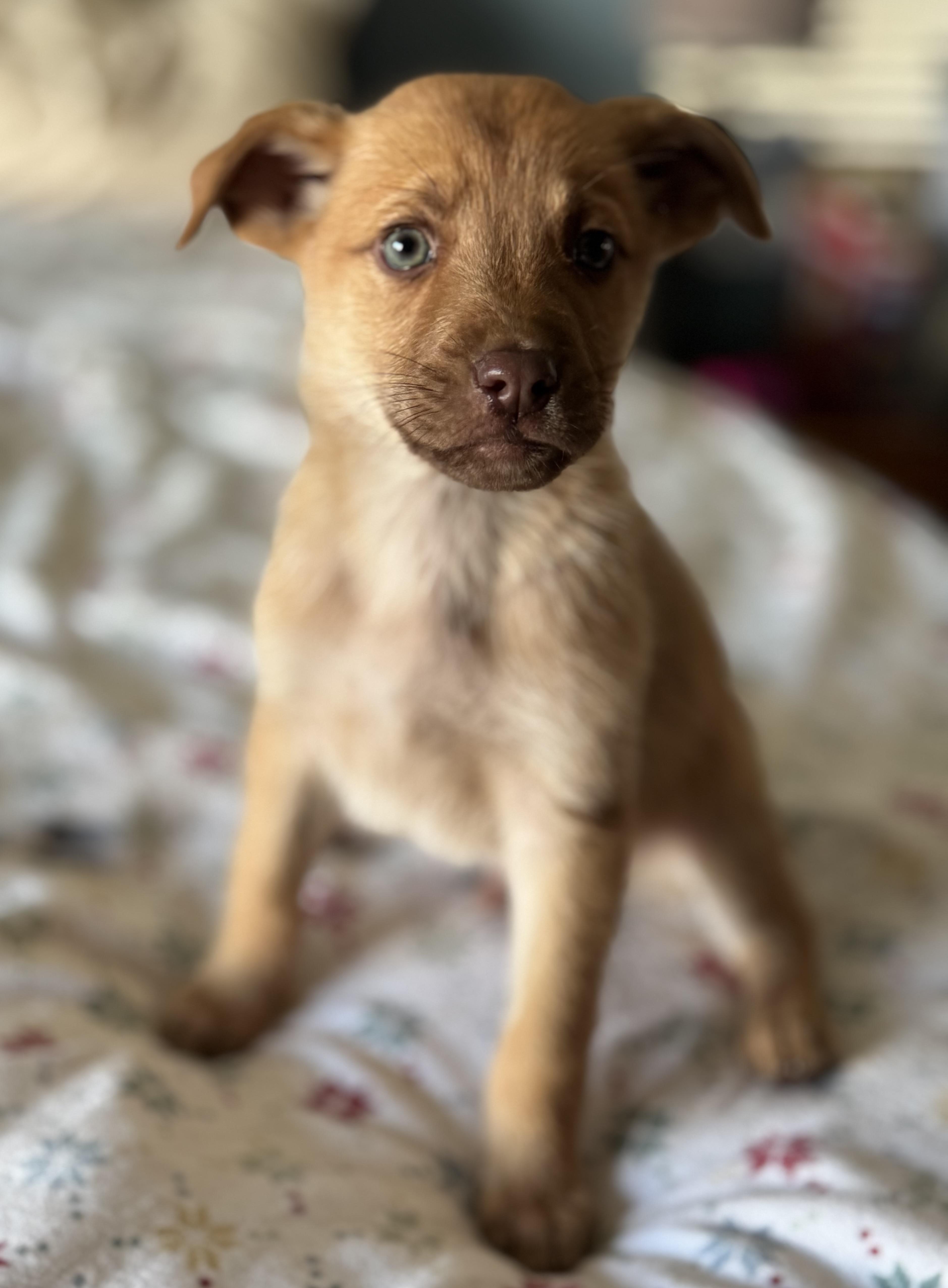 Simba