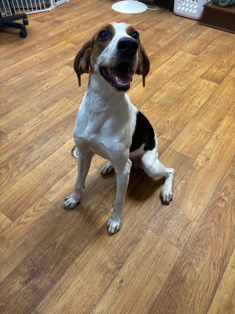 Enlarge Toby Taluah, a Adoptable Mixed Breed in Ocala, FL image 1/1
