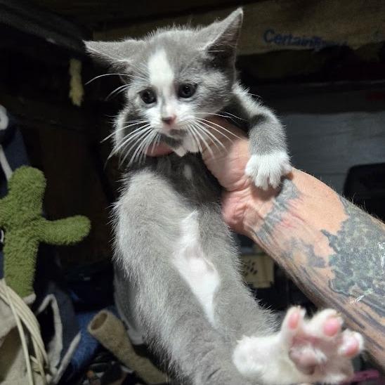 Kale, Adoptable, Kitten Male Domestic Short Hair.