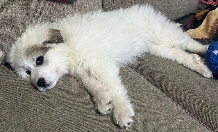 Enlarge Phin, a Adoptable Great Pyrenees in Larkspur, CO image 2/2