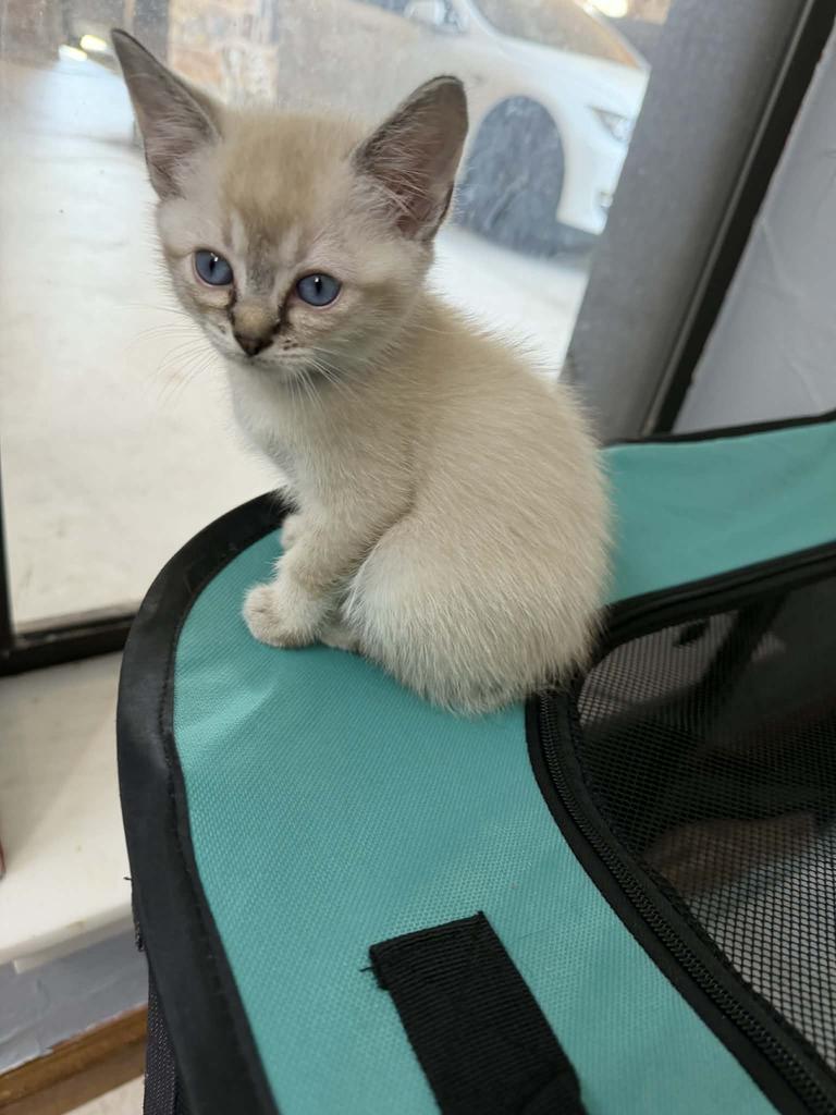 Enlarge Sugar Cookie, a Adopted Siamese in Mustang, OK image 1/1