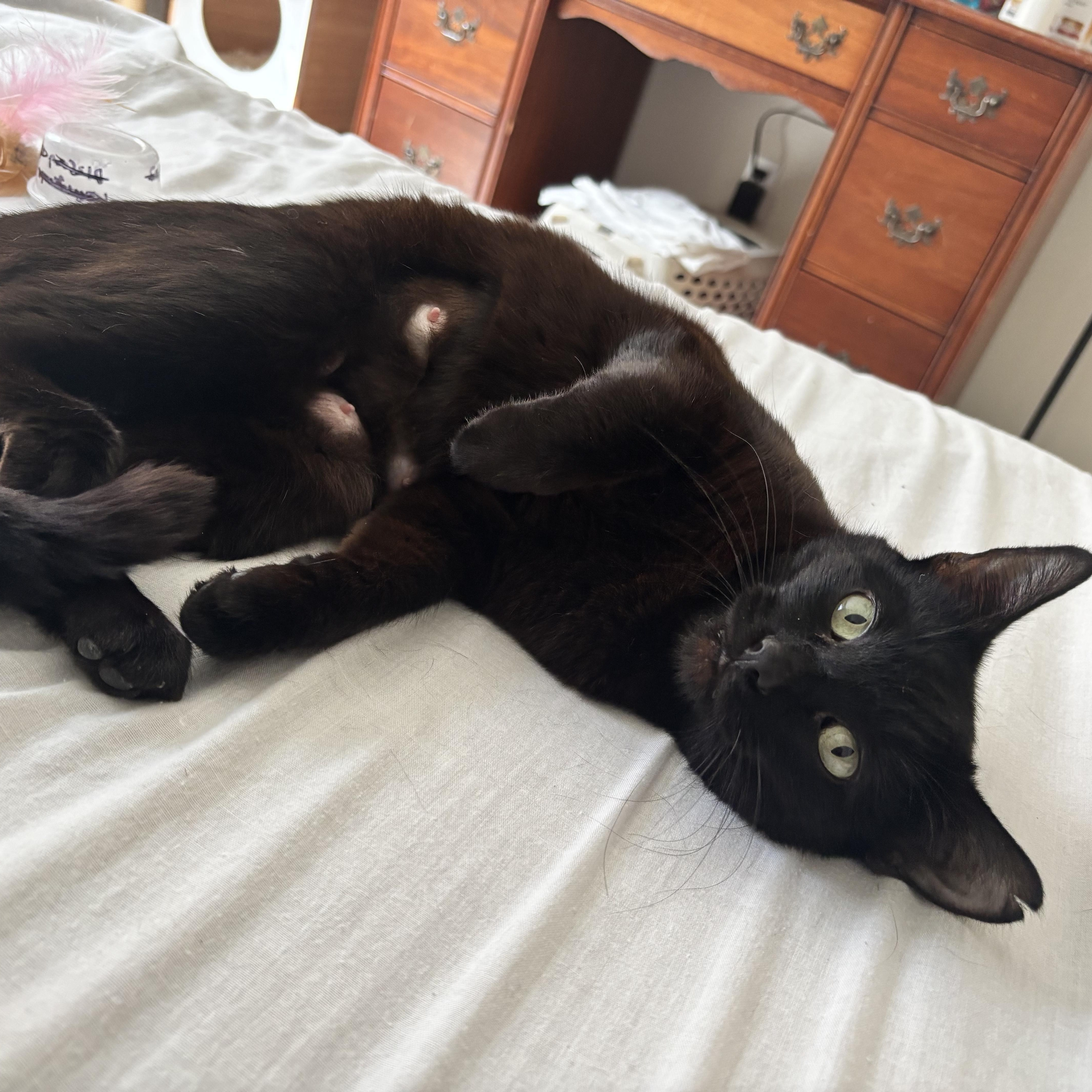 Penelope, a ADOPTABLE Domestic Short Hair in Gig Harbor, WA image 6/6
