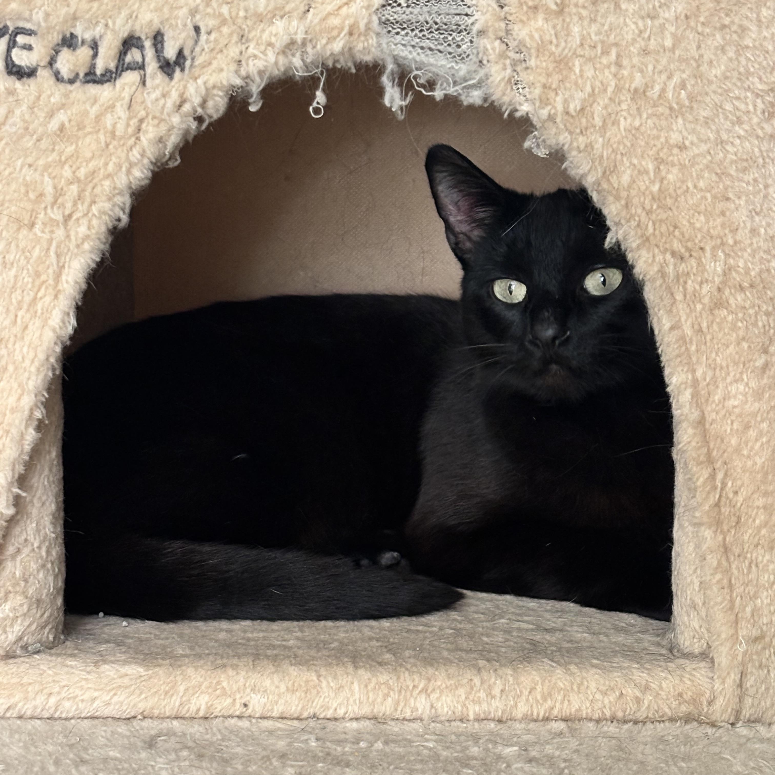 Penelope, ADOPTABLE, Young Female Domestic Short Hair.