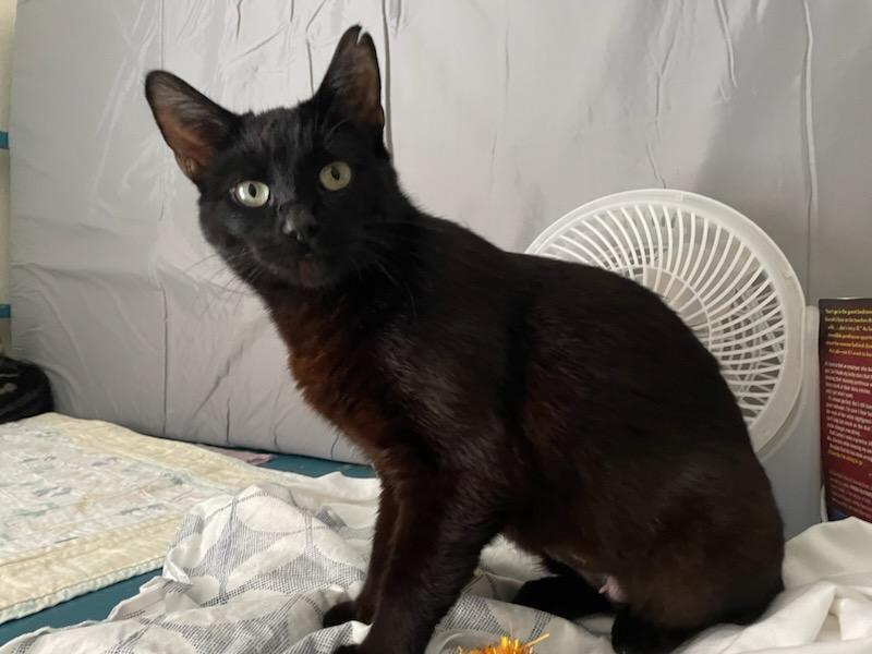 Penelope, a ADOPTABLE Domestic Short Hair in Gig Harbor, WA image 4/6