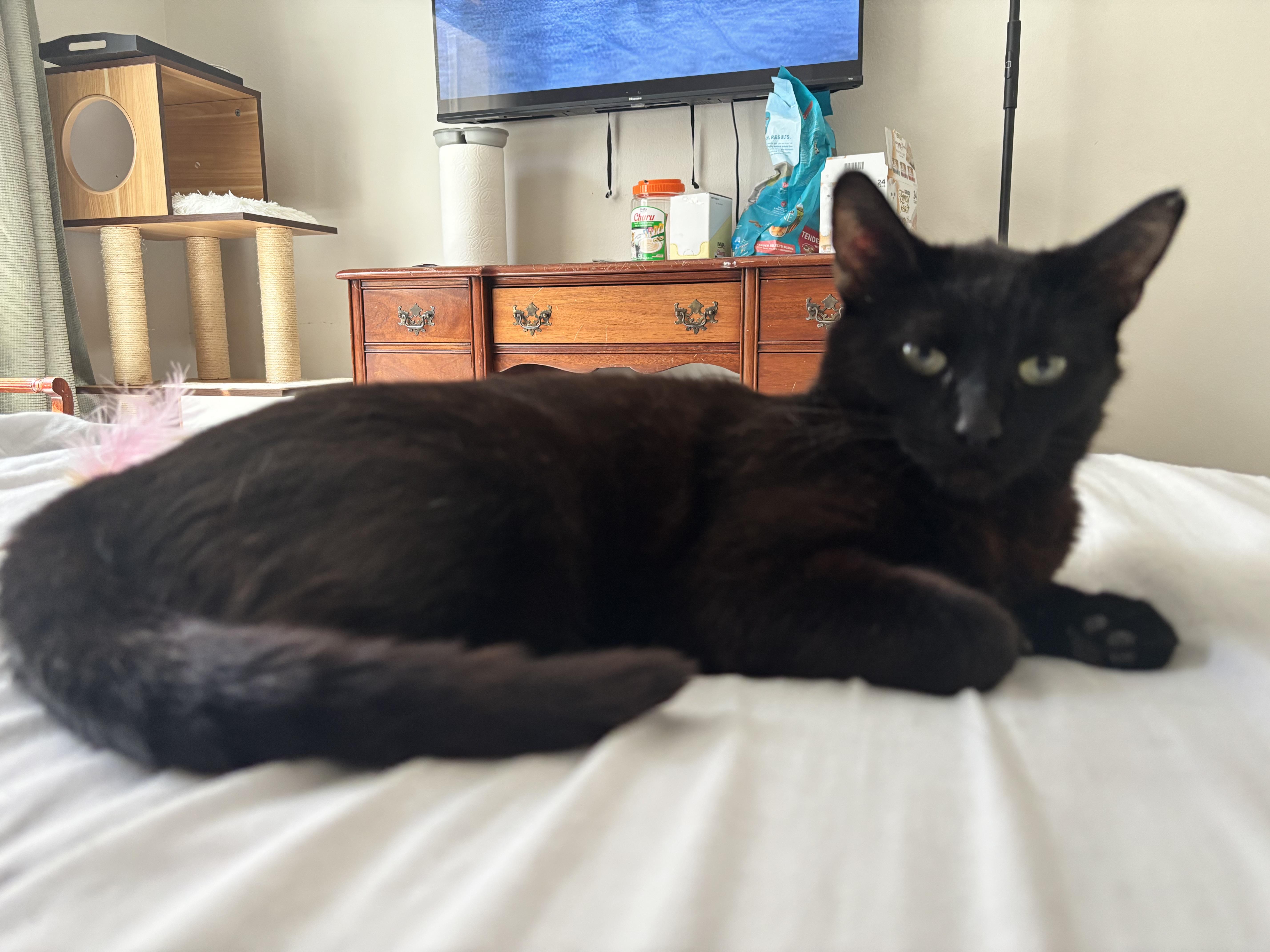Penelope, a ADOPTABLE Domestic Short Hair in Gig Harbor, WA image 5/6