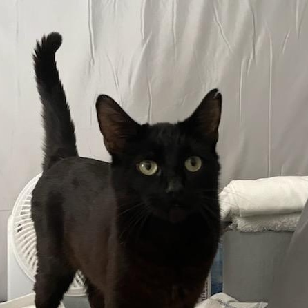 Penelope, a ADOPTABLE Domestic Short Hair in Gig Harbor, WA image 2/6