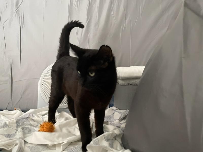 Penelope, a ADOPTABLE Domestic Short Hair in Gig Harbor, WA image 3/6