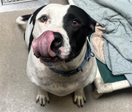 Enlarge BILL, a Adoptable mixed breed in Denver, CO image 1/1