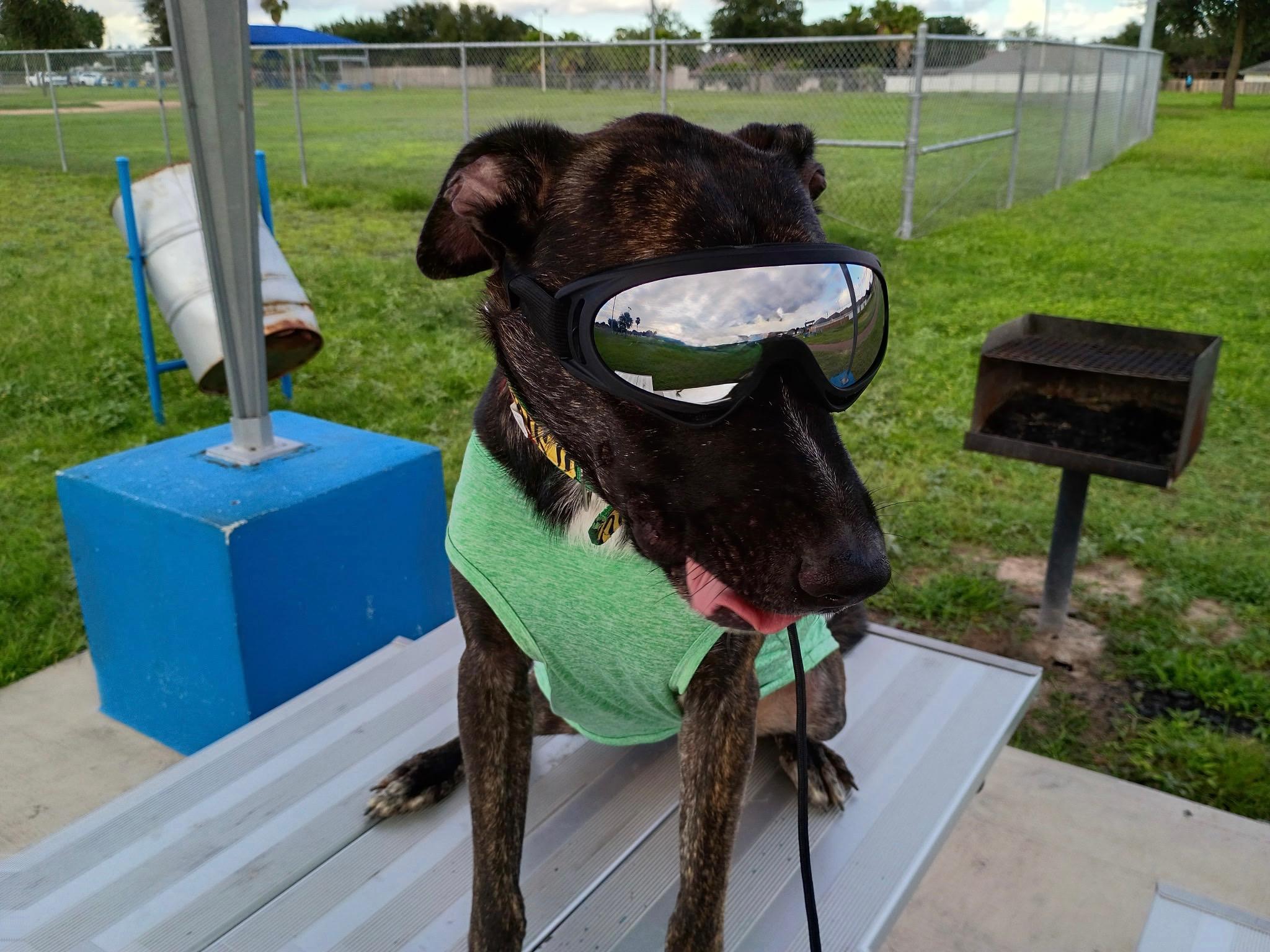Enlarge Rodger, a Adoptable mixed breed in Erie, PA image 4/4