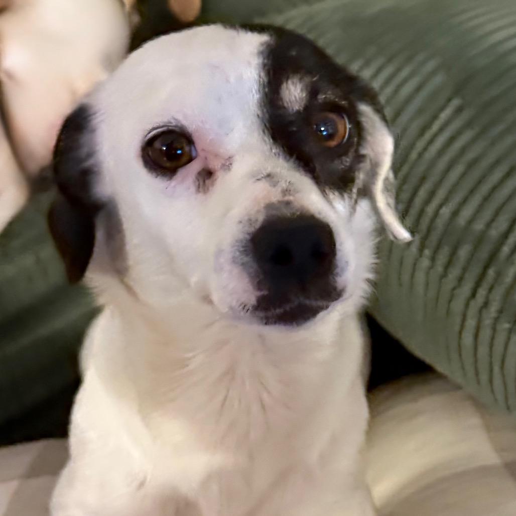 Enlarge Petunia, a Adoptable mixed breed in Ennis, TX image 1/2