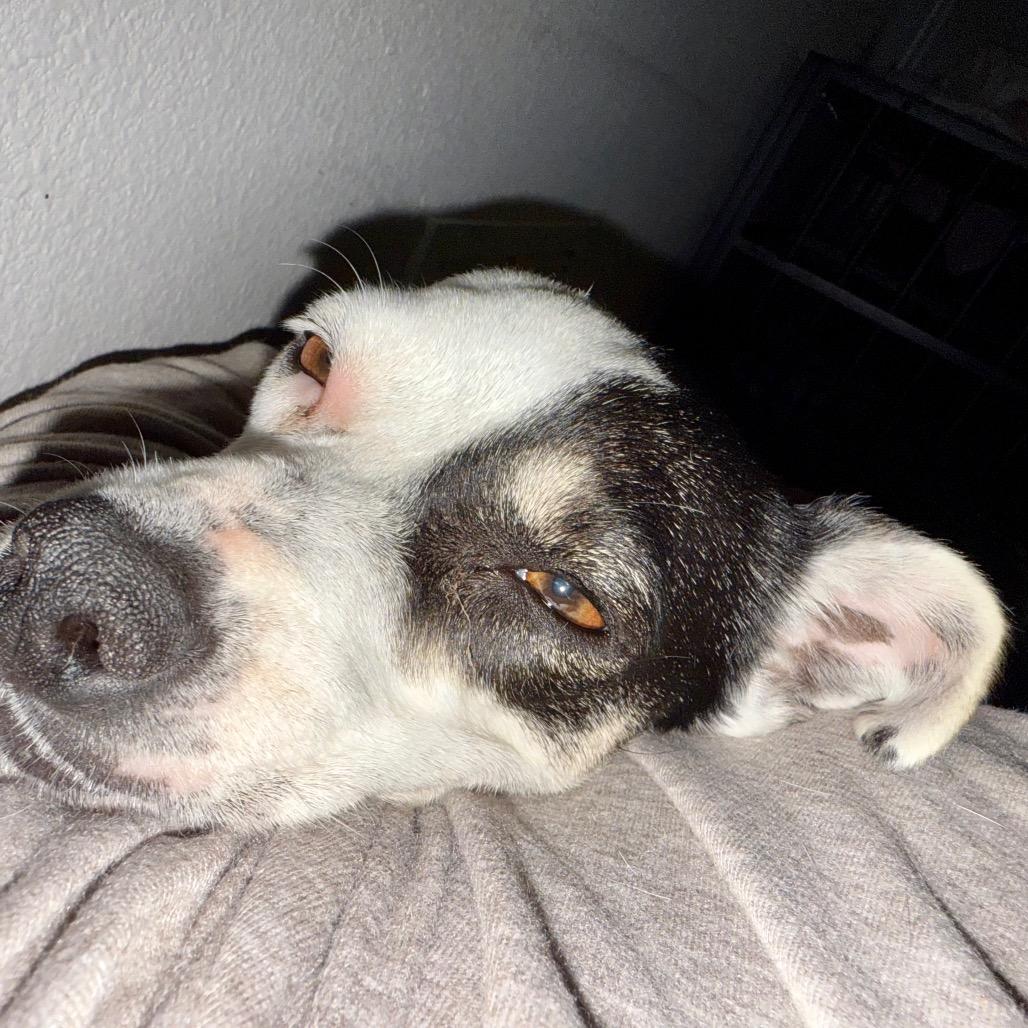 Enlarge Petunia, a Adoptable mixed breed in Ennis, TX image 2/2