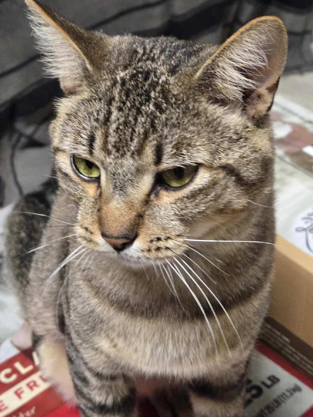 Enlarge Warren, a Adopted Domestic Short Hair in Pompano Beach, FL image 1/2