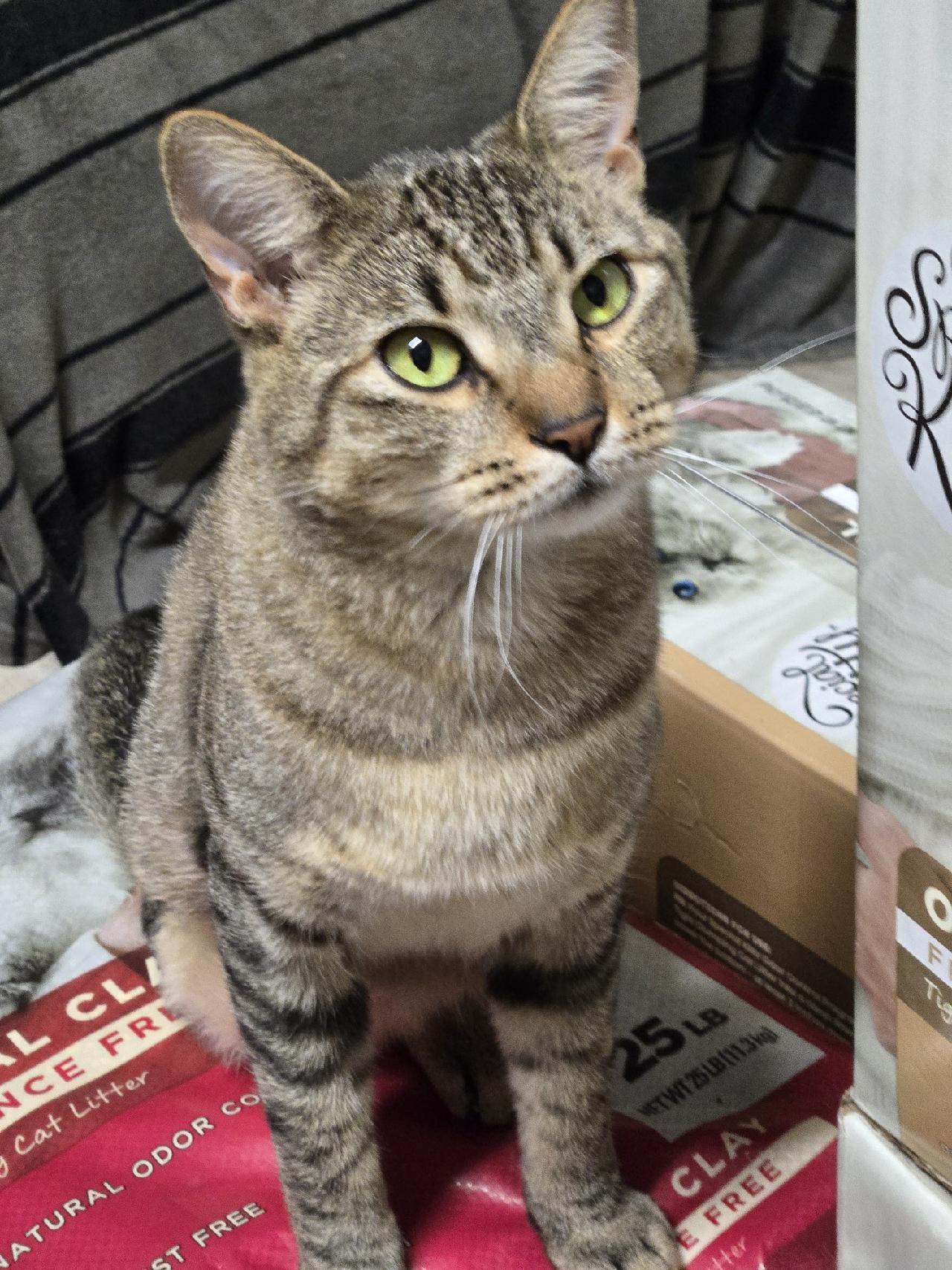 Enlarge Warren, a Adopted Domestic Short Hair in Pompano Beach, FL image 2/2
