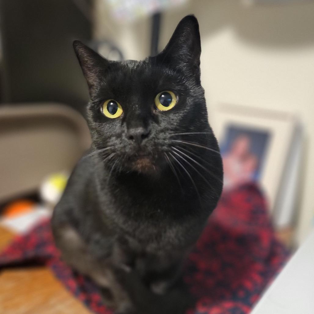 Enlarge Rennie, a Adoptable Domestic Short Hair in Springfield, OR image 1/3