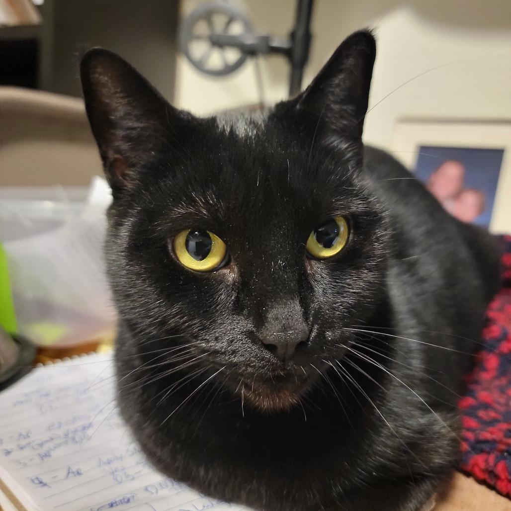 Enlarge Rennie, a Adoptable Domestic Short Hair in Springfield, OR image 2/3