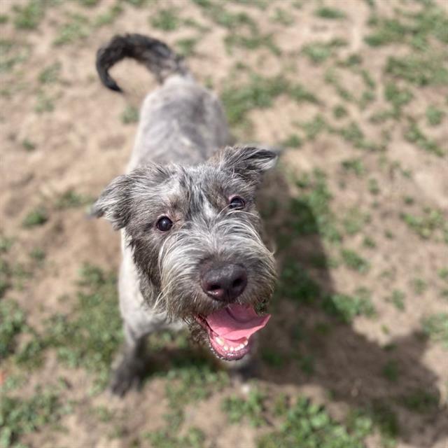 WILSON, Adoptable, Young Male Irish Wolfhound & Mixed Breed.