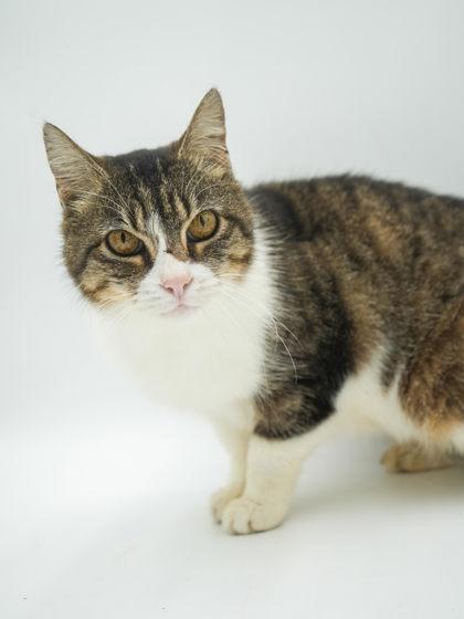 Sarah, a Adoptable Domestic Short Hair in Bowling Green, KY image 1/3