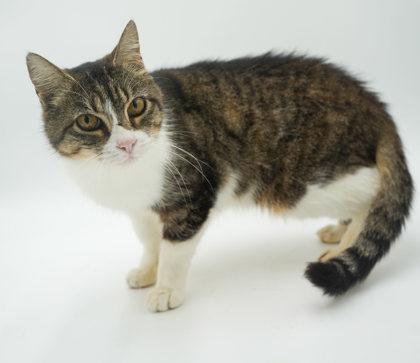 Sarah, a Adoptable Domestic Short Hair in Bowling Green, KY image 3/3