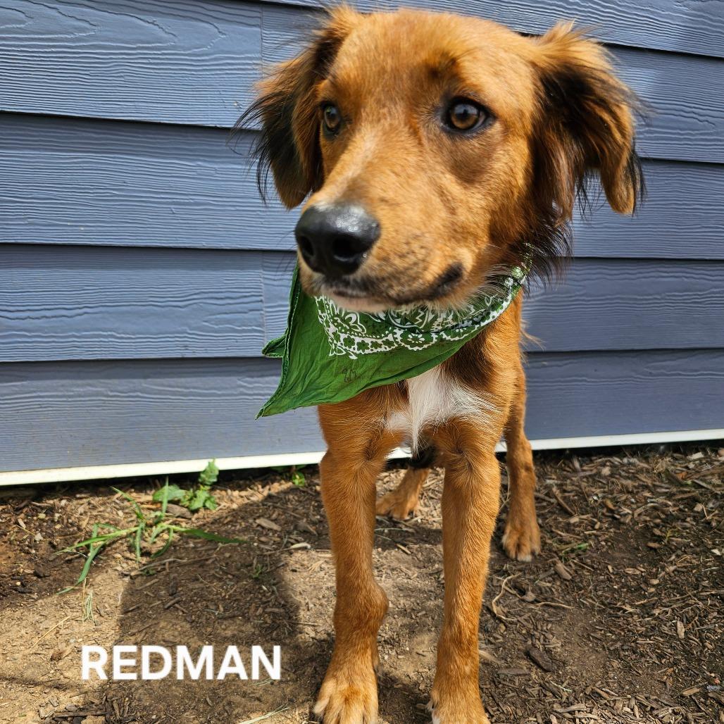 Redman, Adoptable, Adult Male Australian Shepherd & Mixed Breed.