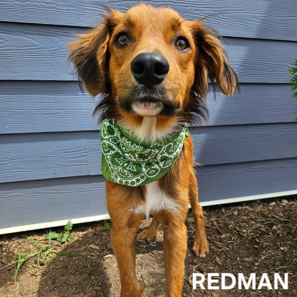 Enlarge Redman, a Adoptable mixed breed in Madisonville, TN image 3/4