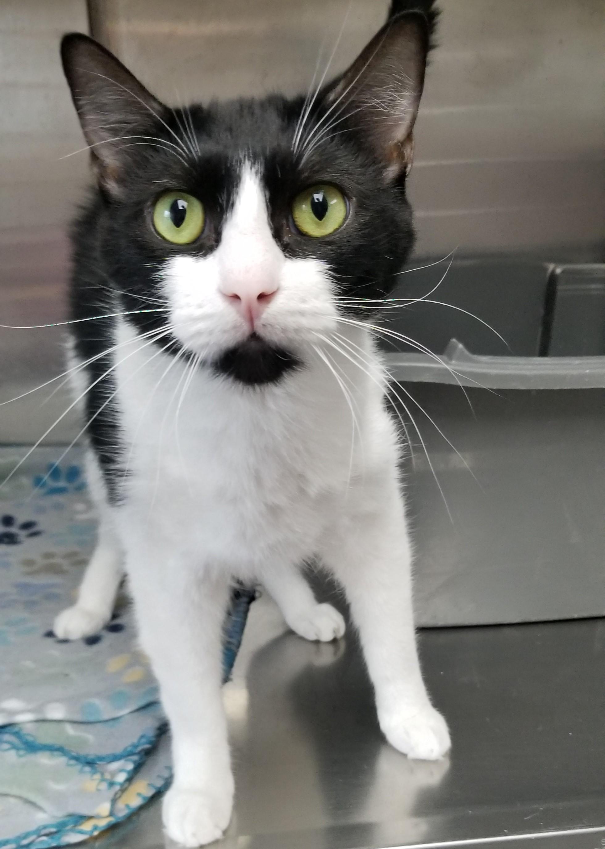 Enlarge Bluey, an adoptable Domestic Short Hair in Aransas Pass, TX image 3/3