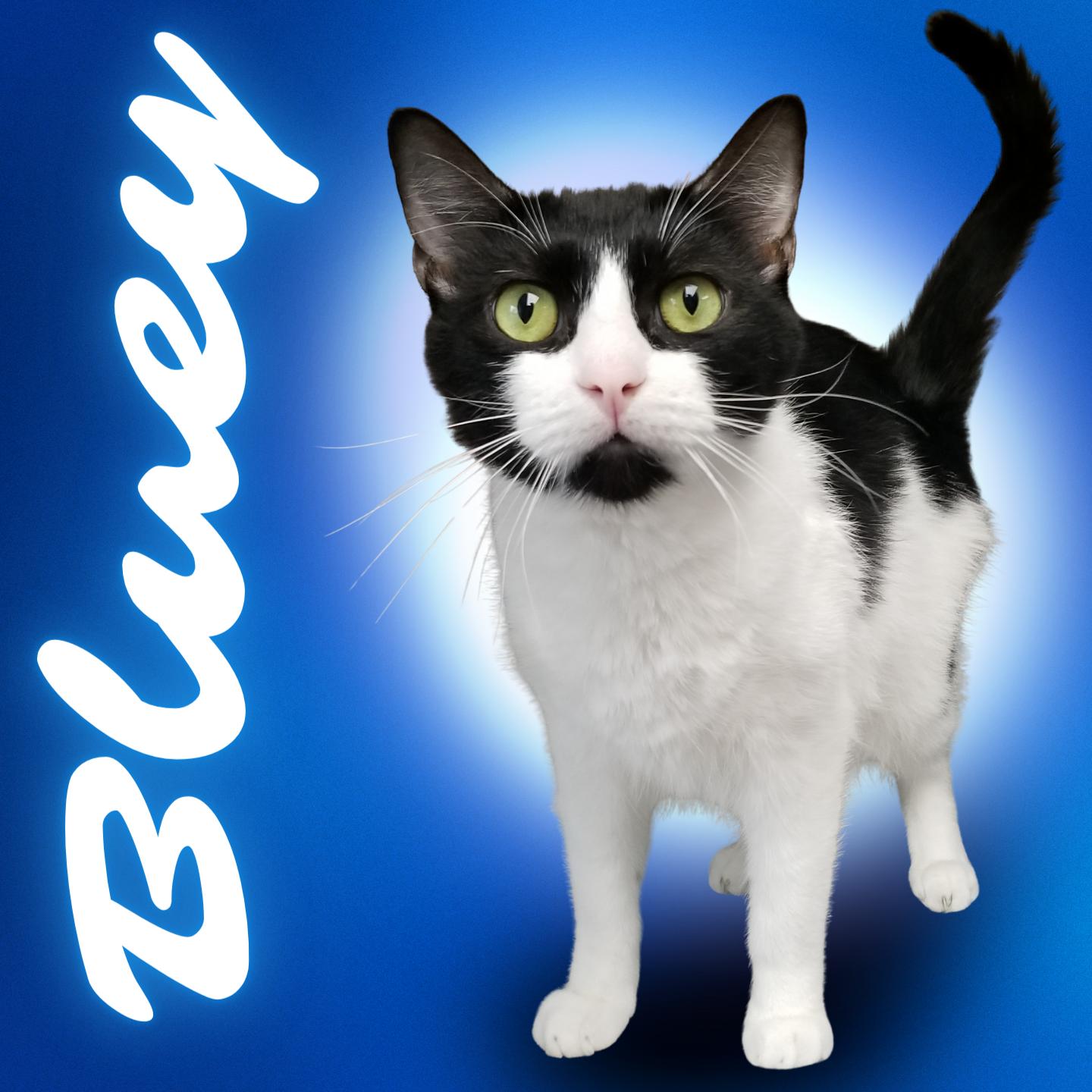 Bluey, adoptable, Adult Male Domestic Short Hair.