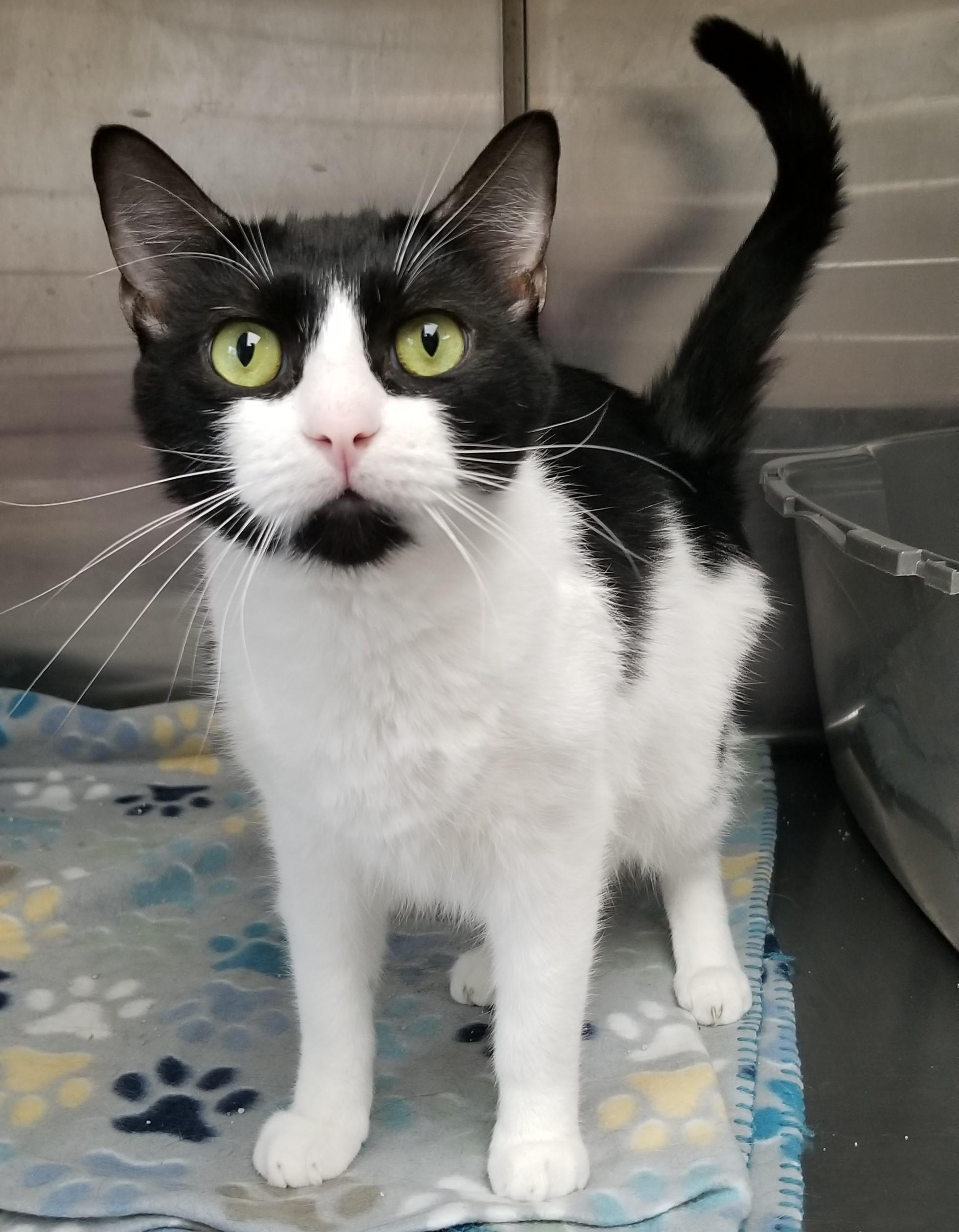 Enlarge Bluey, an adoptable Domestic Short Hair in Aransas Pass, TX image 2/3