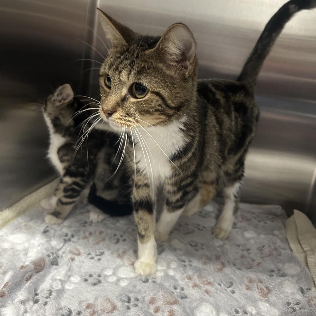 Enlarge Priscilla, a Adoptable Domestic Short Hair in Pensacola, FL image 1/1