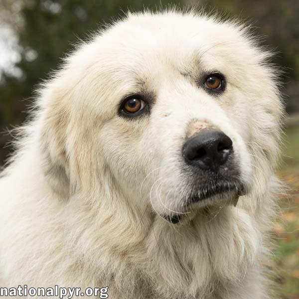 Snowman in TN - Adores Attention!, a ADOPTABLE Great Pyrenees in Lebanon, TN image 1/4