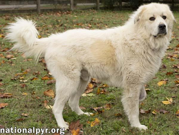 Snowman in TN - Adores Attention!, a ADOPTABLE Great Pyrenees in Lebanon, TN image 2/4