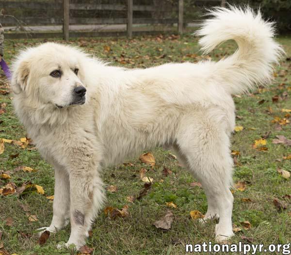 Snowman in TN - Adores Attention!, a ADOPTABLE Great Pyrenees in Lebanon, TN image 3/4