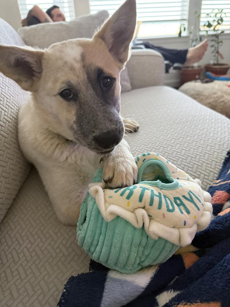 Enlarge Penny, a Adoptable mixed breed in Denver, CO image 2/5