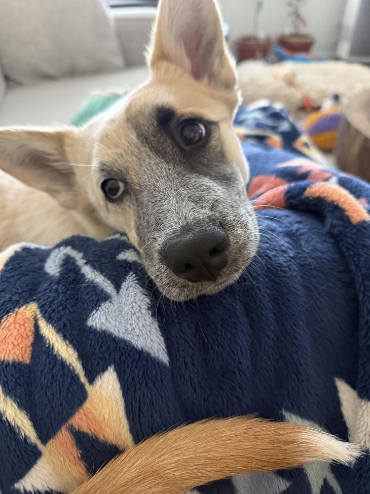 Enlarge Penny, a Adoptable mixed breed in Denver, CO image 3/5