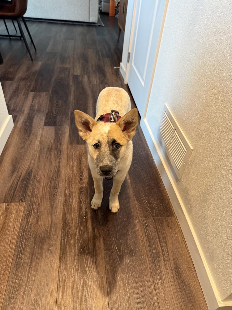 Enlarge Penny, a Adoptable mixed breed in Denver, CO image 5/5