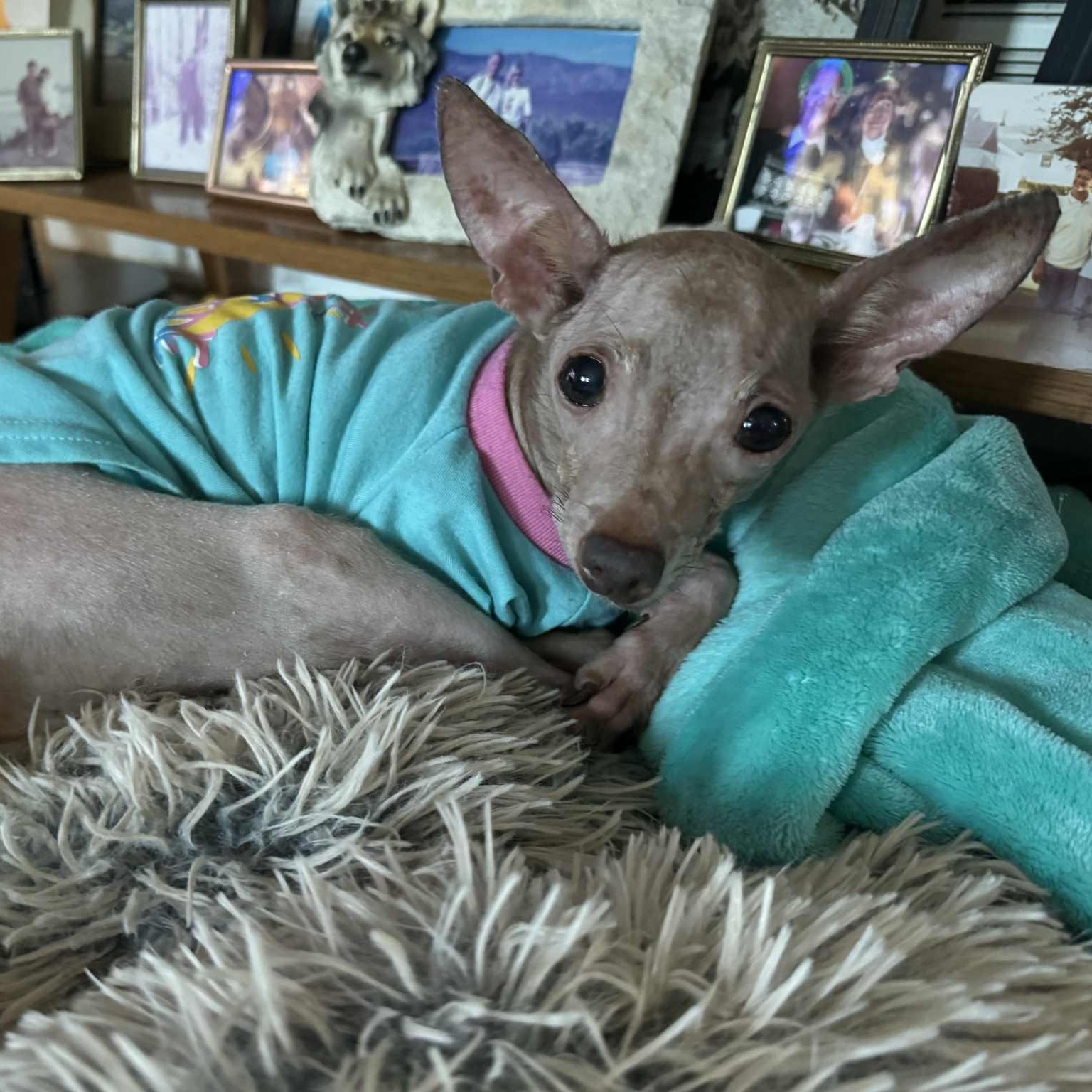 Gracie, Adoptable, Adult Male Chihuahua & Miniature Pinscher.